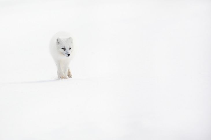 arctic fox