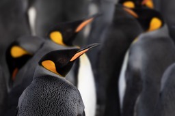 king penguin