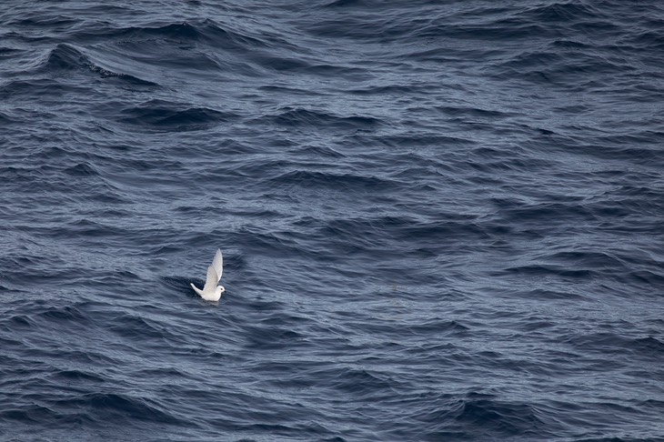 snow petrel