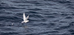 snow petrel