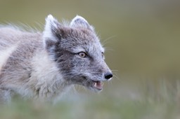 arctic fox