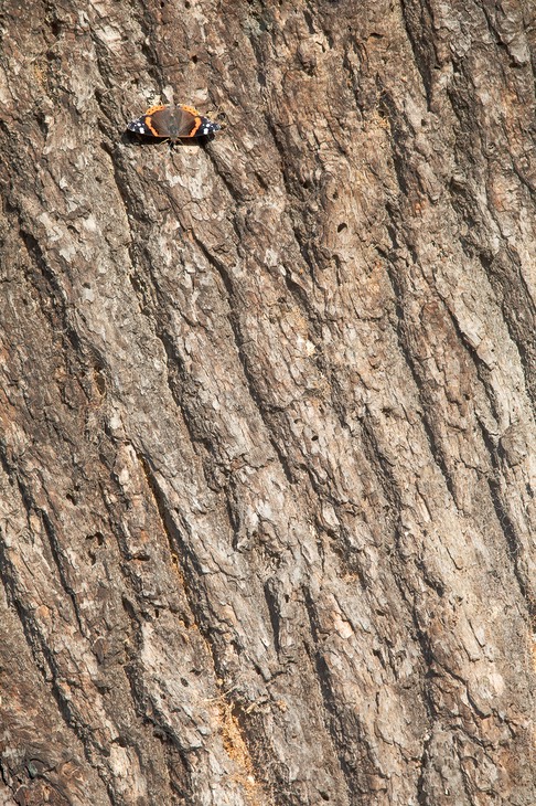 red admiral