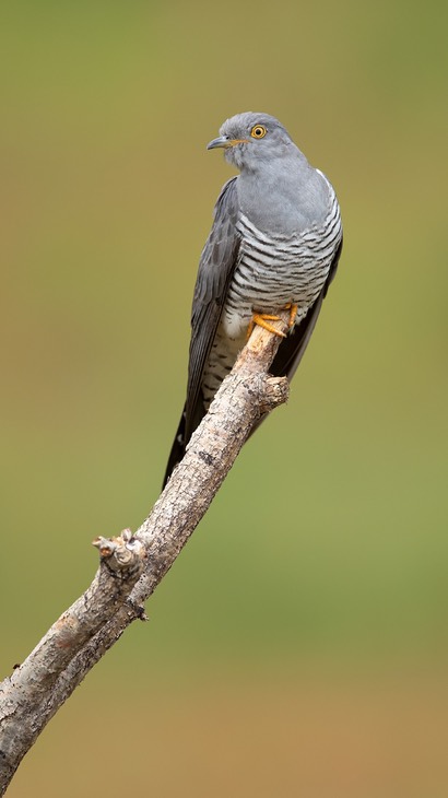 cuckoo