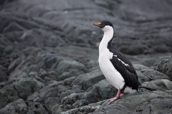 imperial shag