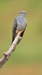 cuckoo