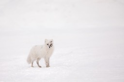 arctic fox