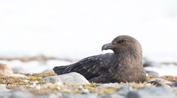 brown skua