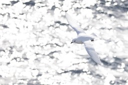 snow petrel