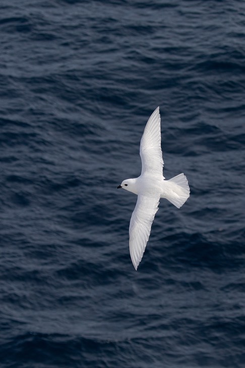 snow petrel