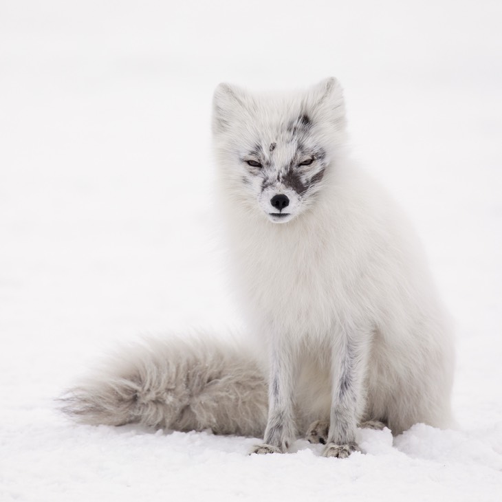 arctic fox