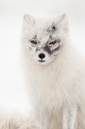 arctic fox