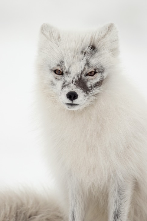 arctic fox