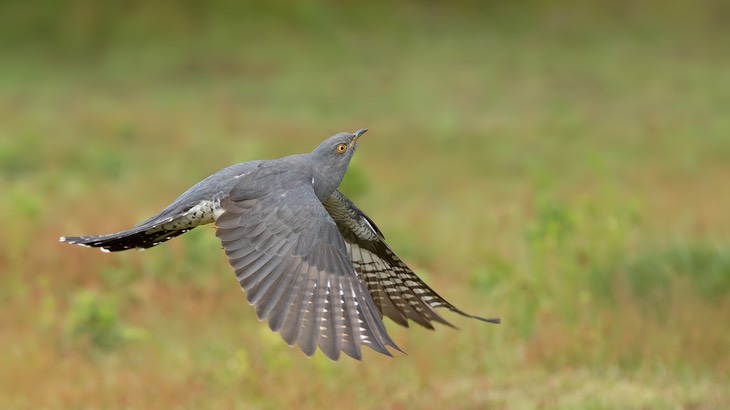 cuckoo