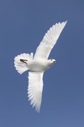 snow petrel