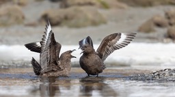 brown skua