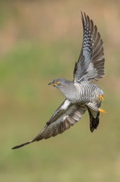 cuckoo