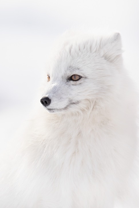 arctic fox