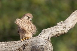 kestrel