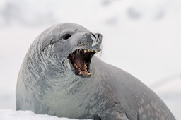 crabeater seal