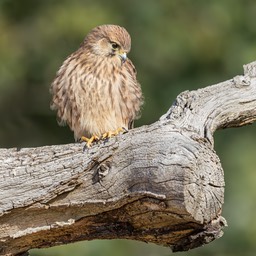 kestrel