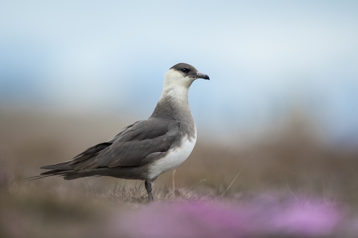 arctic skua