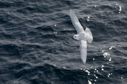 snow petrel