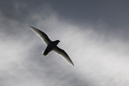 snow petrel