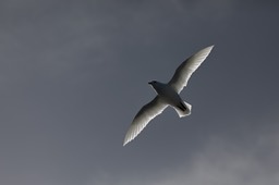 snow petrel