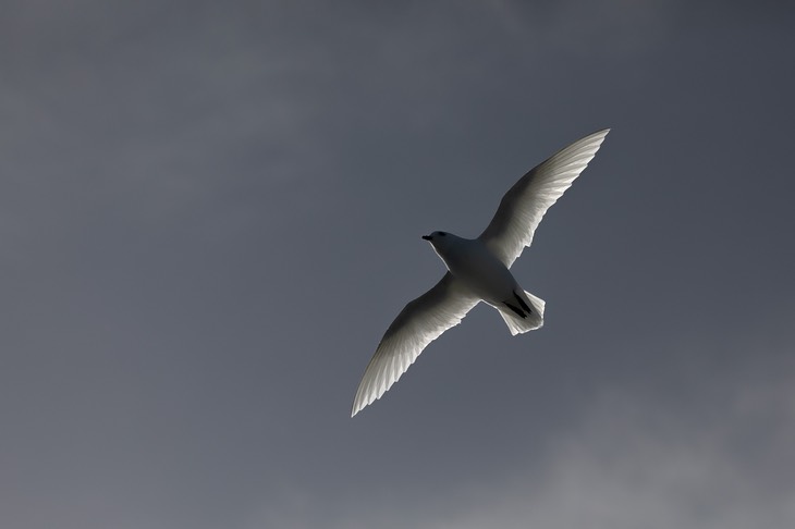 snow petrel