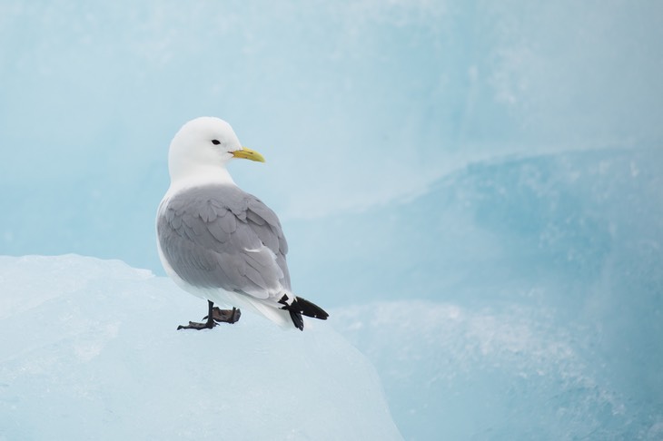 kittiwake