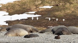 southern elephant seal