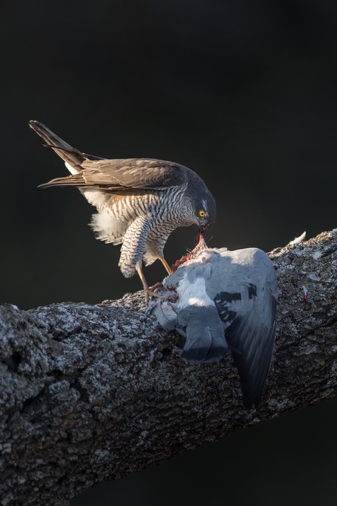 sparrowhawk