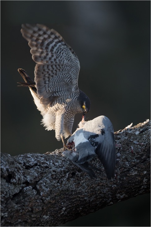 sparrowhawk