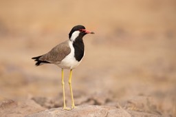 red wattled plover