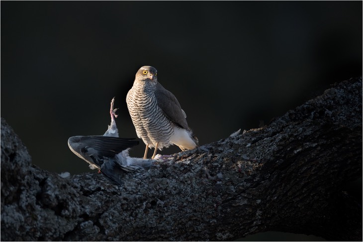 sparrowhawk