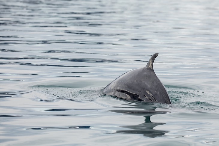 minke whale