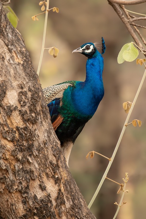 indian peafowl