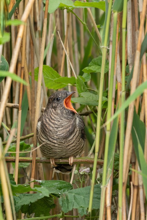 cuckoo