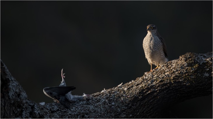 sparrowhawk