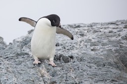 adelie penguin