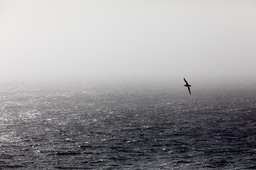 giant petrel