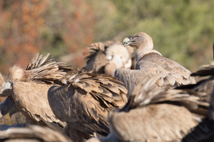 griffon vulture