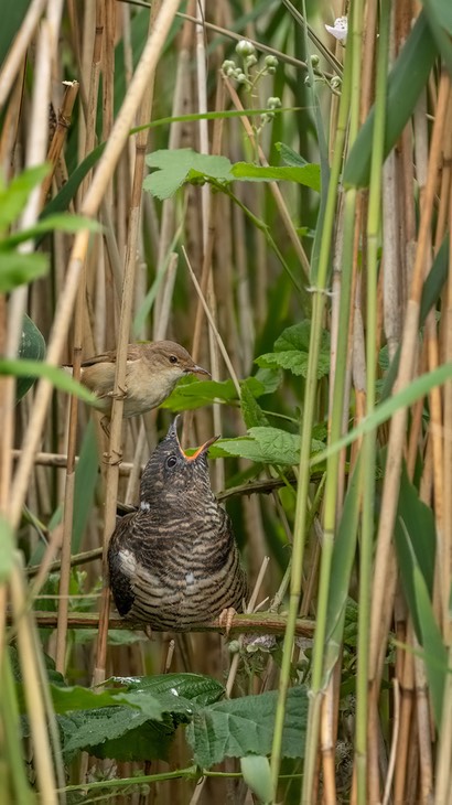 cuckoo