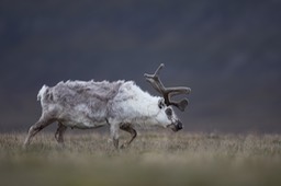 svalbard reindeer