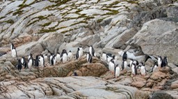 gentoo penguin