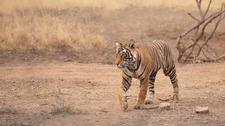 bengal tiger