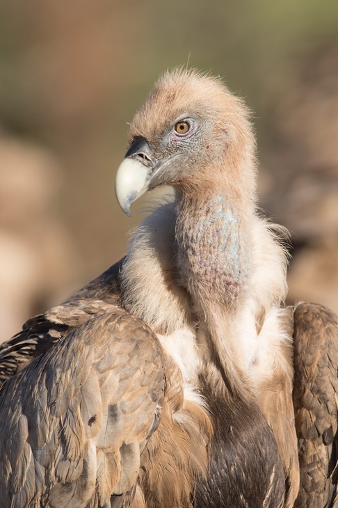 griffon vulture