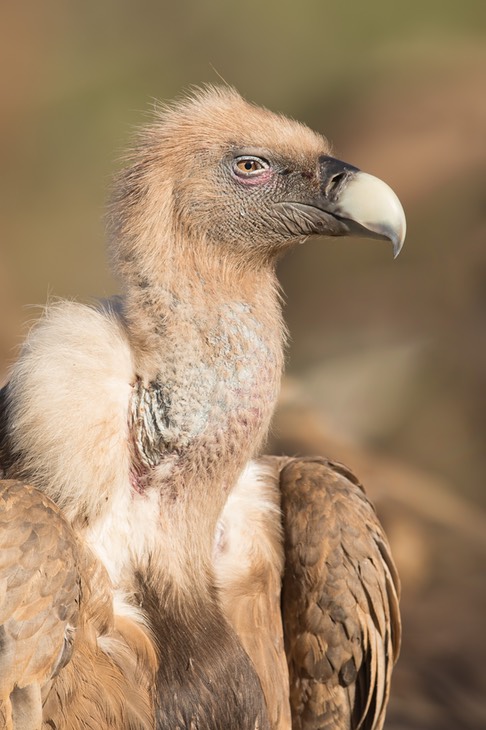 griffon vulture