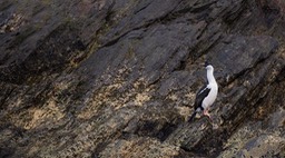 south georgia shag