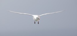 snow petrel